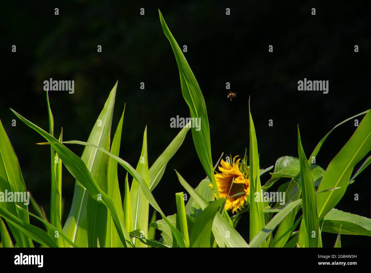 Die Sonnenblume hinter den großen Blättern des Maisfeldes Stockfoto