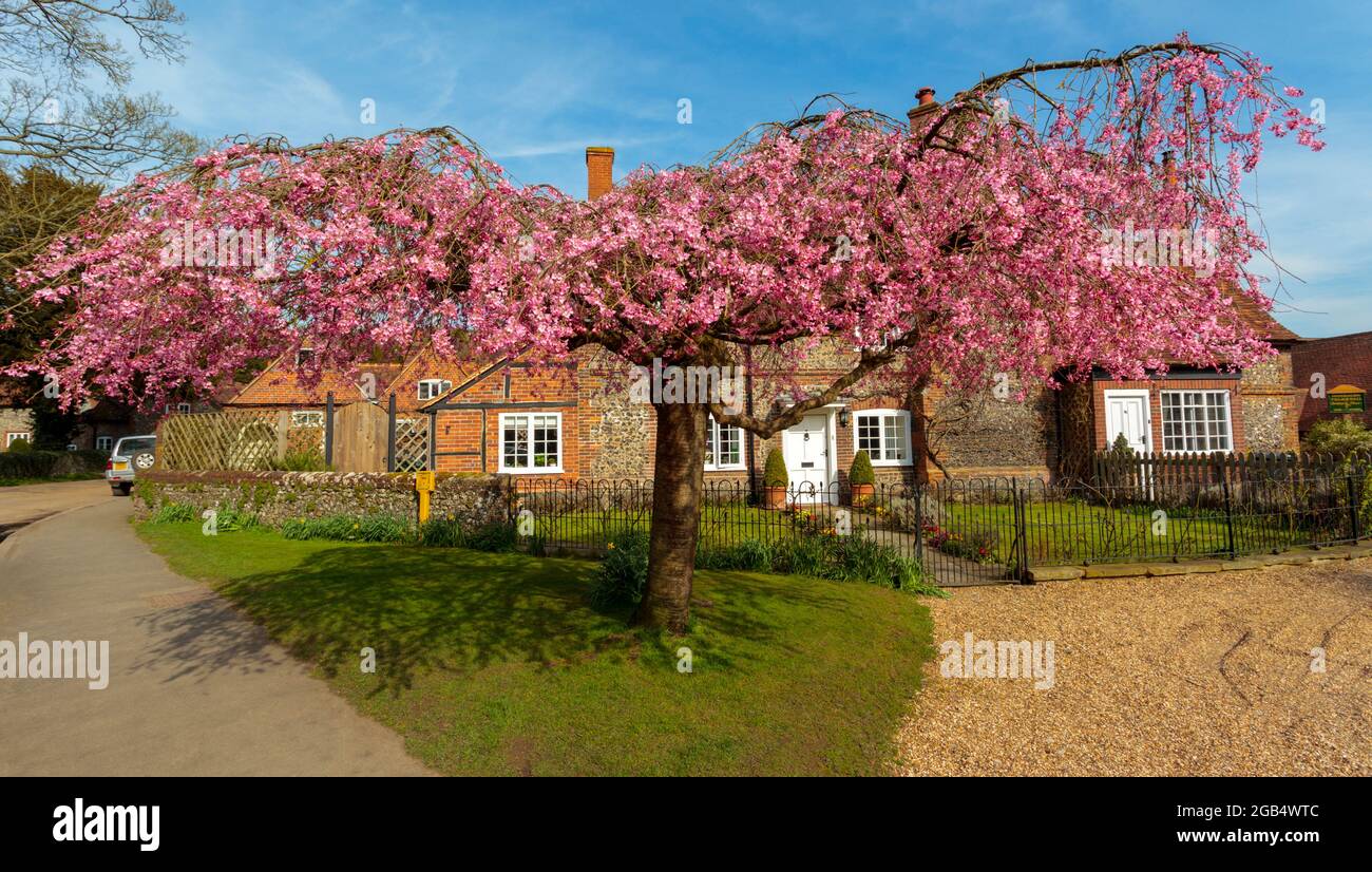 Kirschbaumdach in Hamblden Village Hamblden Valley Buckinghamshire England Großbritannien Stockfoto