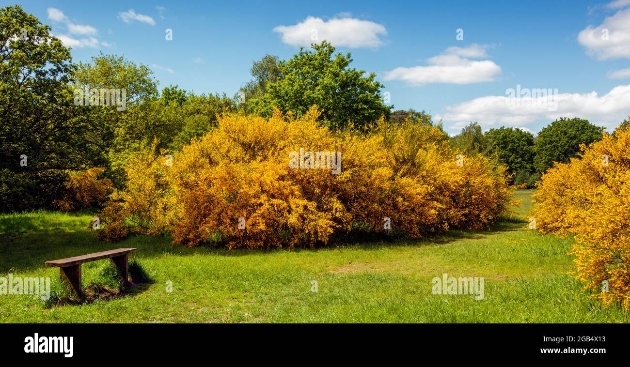 Ginster in Blüte in Burnham Beeches Buckinghamshire England Stockfoto