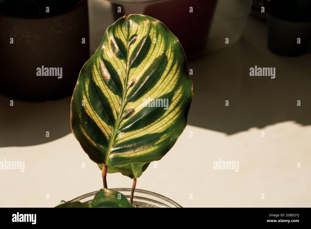 Calathea makoyana oder als Pfau Pflanze bekannt Stockfotografie - Alamy