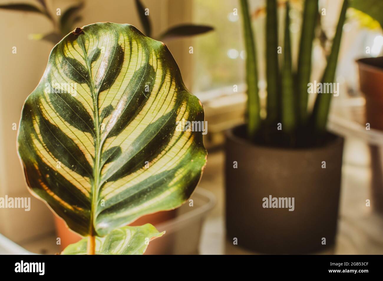 Calathea makoyana oder als Pfau Pflanze bekannt Stockfotografie - Alamy