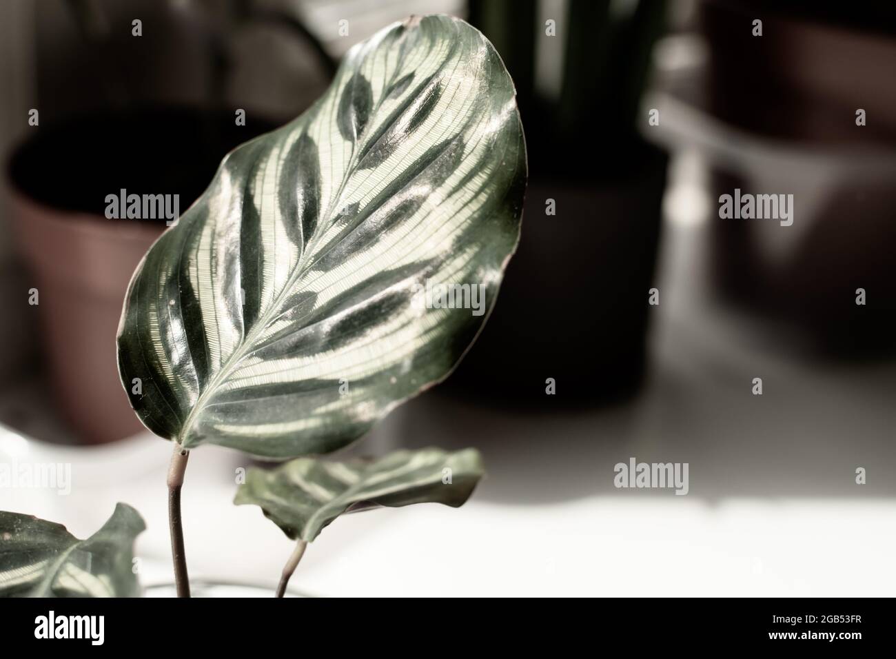 Calathea makoyana oder als Pfau Pflanze bekannt Stockfotografie - Alamy