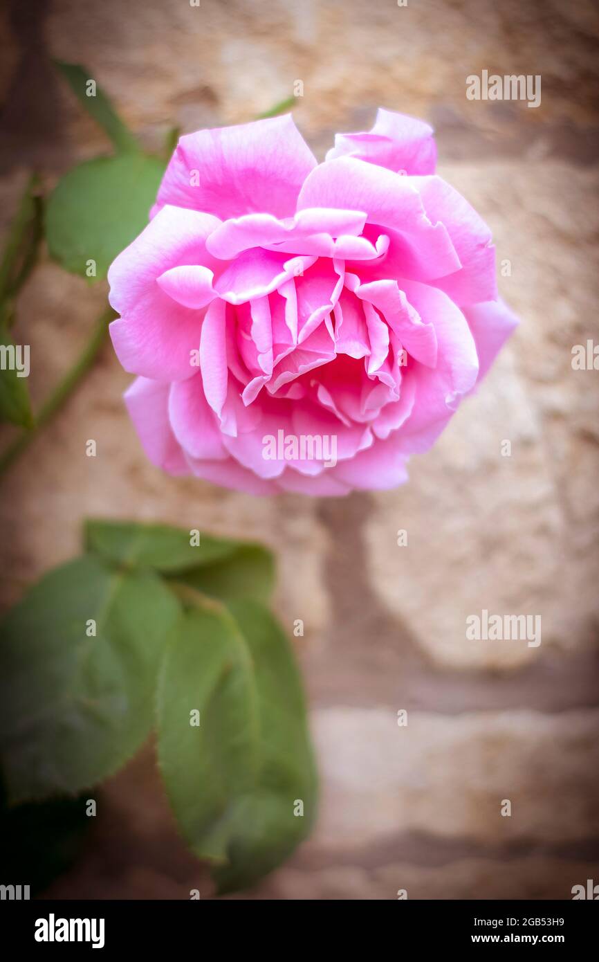 Rosafarbene Rose in voller Blüte in Cotswolds Stockfoto