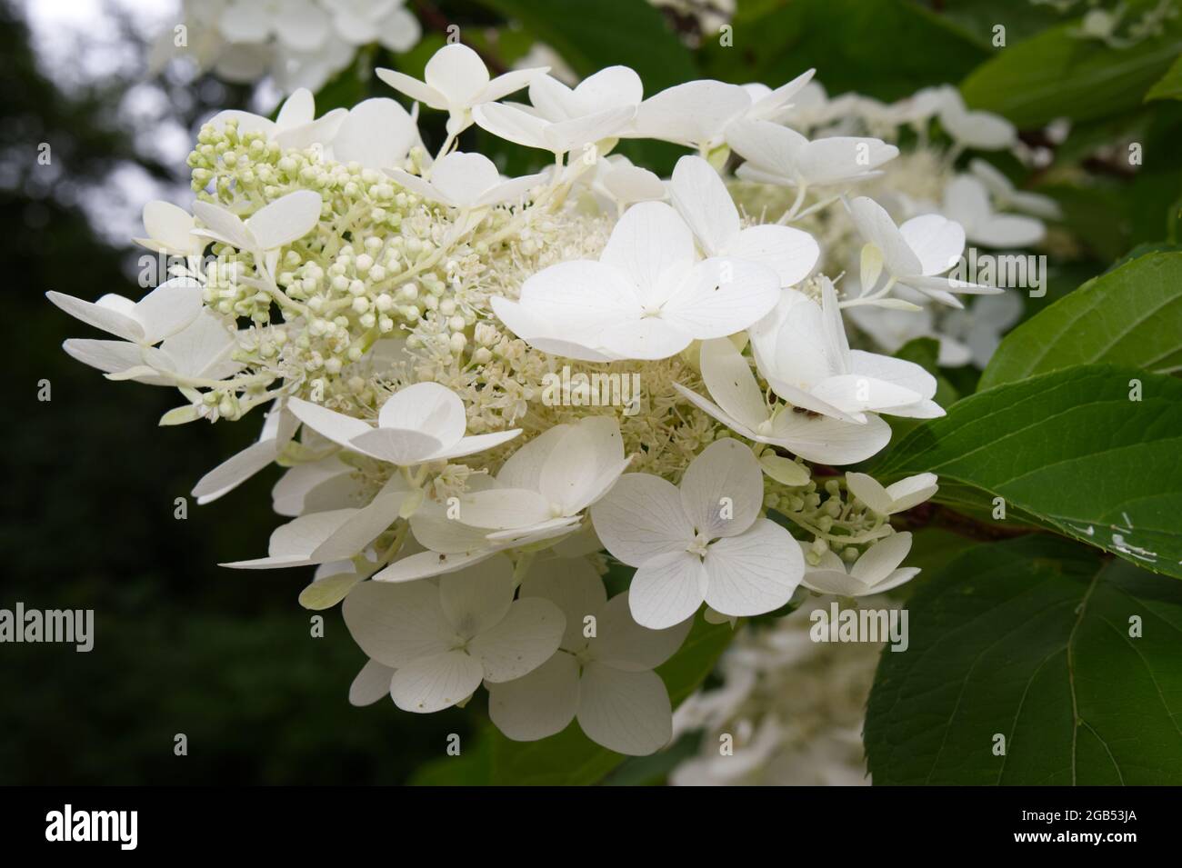 Weiß blühender Hortensia paniculata Strauch in Blüte August Sommer Großbritannien Stockfoto