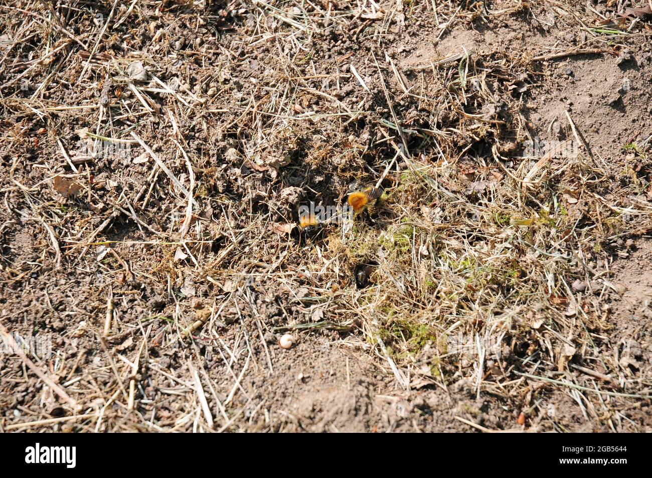 Waldbienen, Adrena fulva, an ihrem Nest. Stockfoto