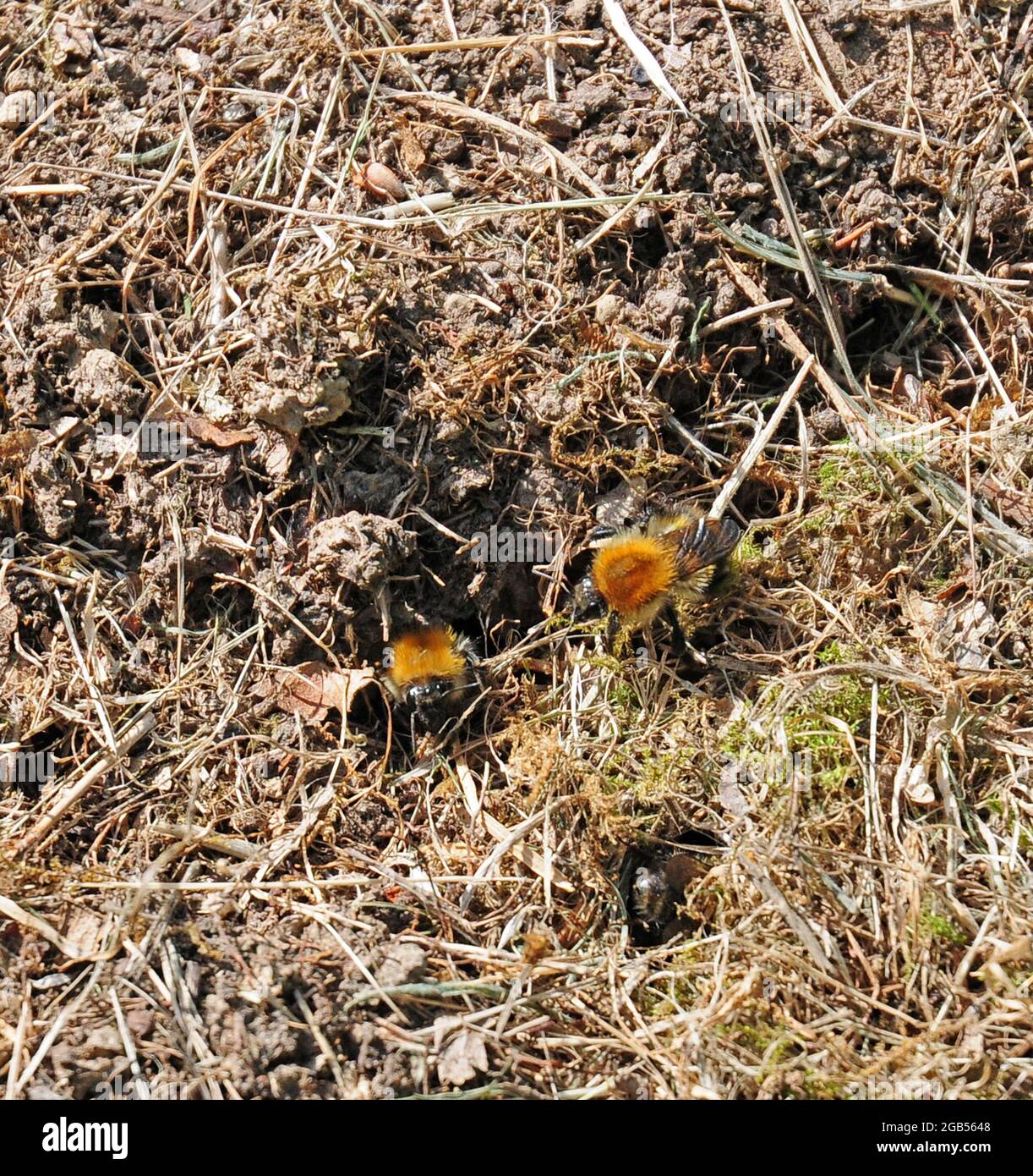 Waldbienen Andrena fulva, an ihrem Nest. Stockfoto