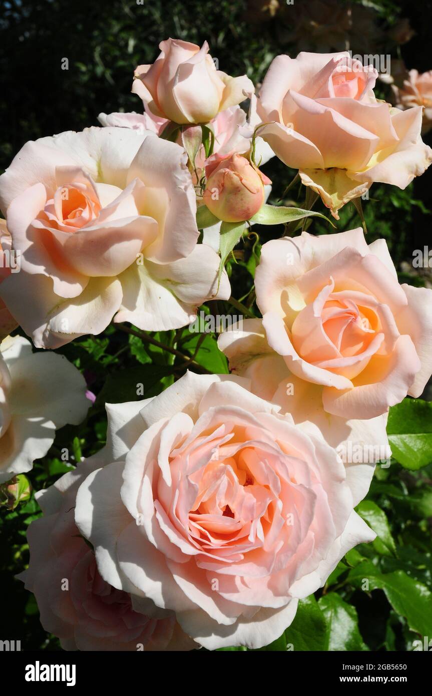 Rosa „EIN weißer Schatten von bunter“ Stockfoto
