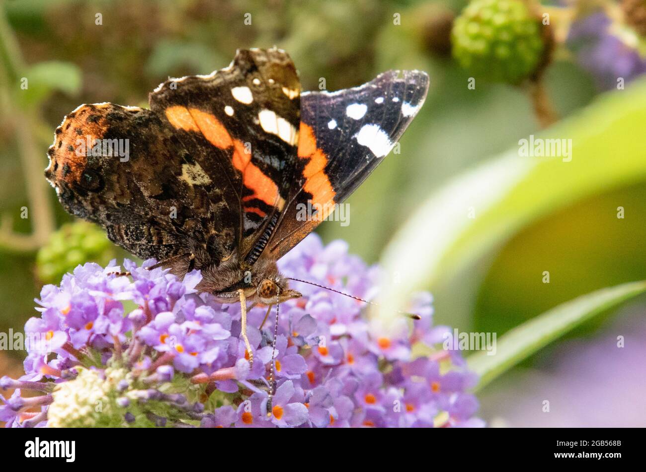 Red Admiral, vanessa atalanta, thront auf buddleja in einem britischen Garten, Sommer 2021 Stockfoto