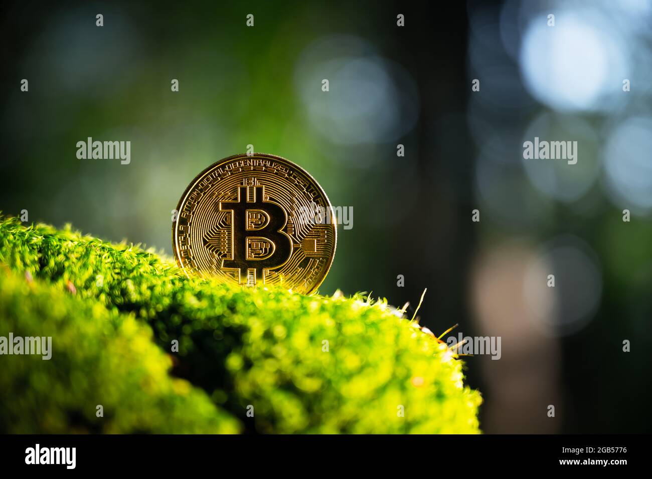 Goldene Bitcoin-Münze auf üppigem grünem Moos im Sommerwald. Umweltfreundliches Kryptowährungskonzept Stockfoto