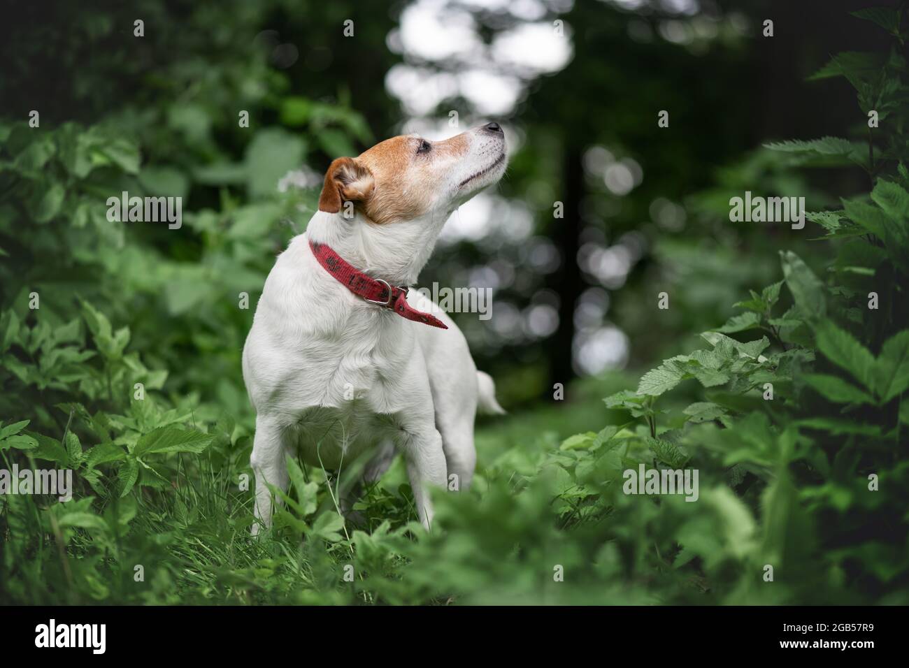 Jack russel Terrier Hund im grünen Frühlingswald mit üppigem Laub. Tier- und Naturfotografie Stockfoto