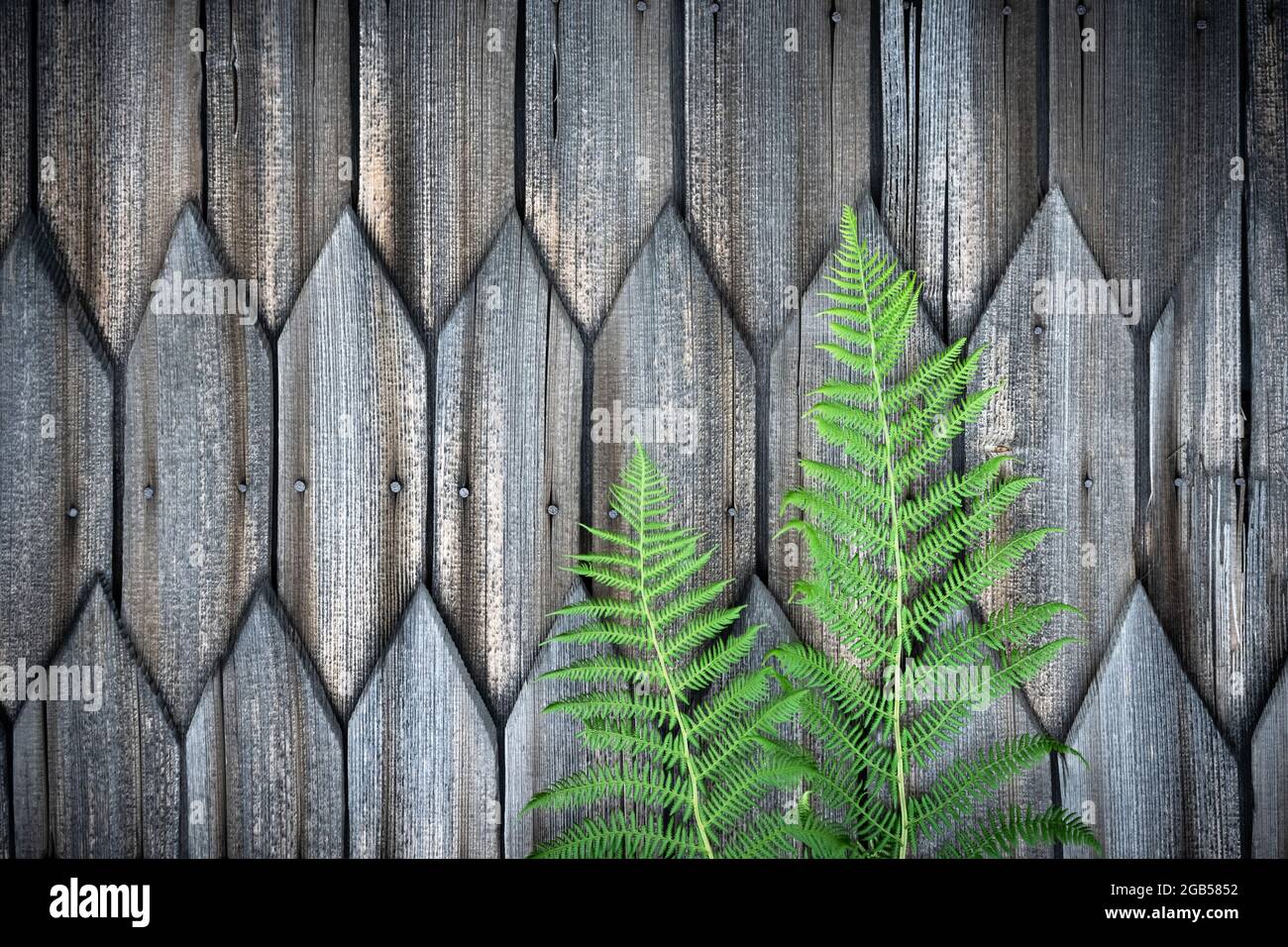 Grüne Farnblätter auf alten Holzhauswand Hintergrund. Natürliche Textur Stockfoto