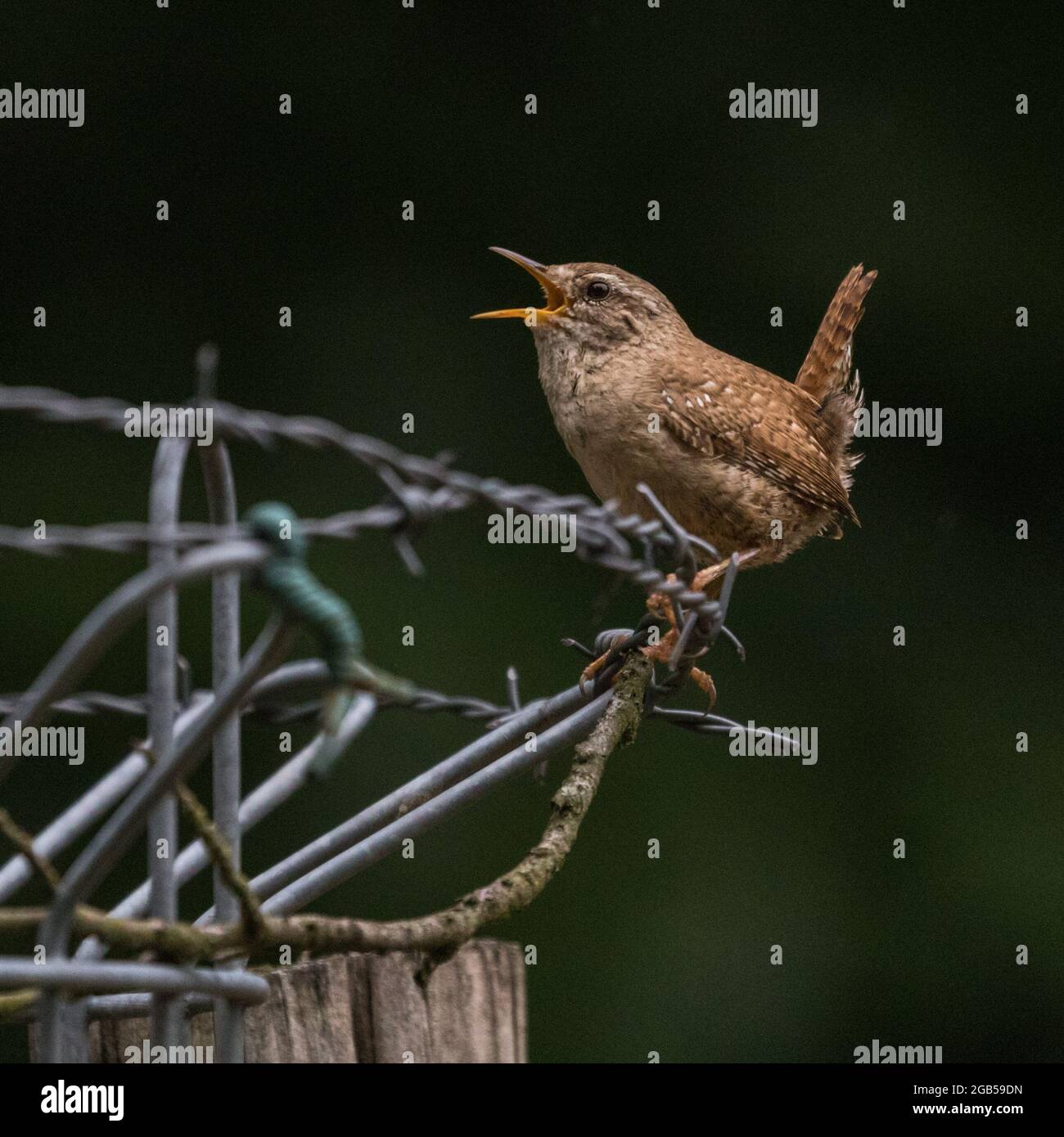 Singdrossel (Turdus philomelos), singen, Nahaufnahme Stockfoto