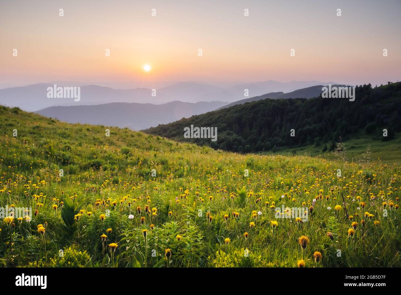 Fantastische Szene in den Bergen im Sommer. Üppig grüne Wiesen in traumhafter Abendsonne. Karpaten, Europa. Landschaftsfotografie Stockfoto