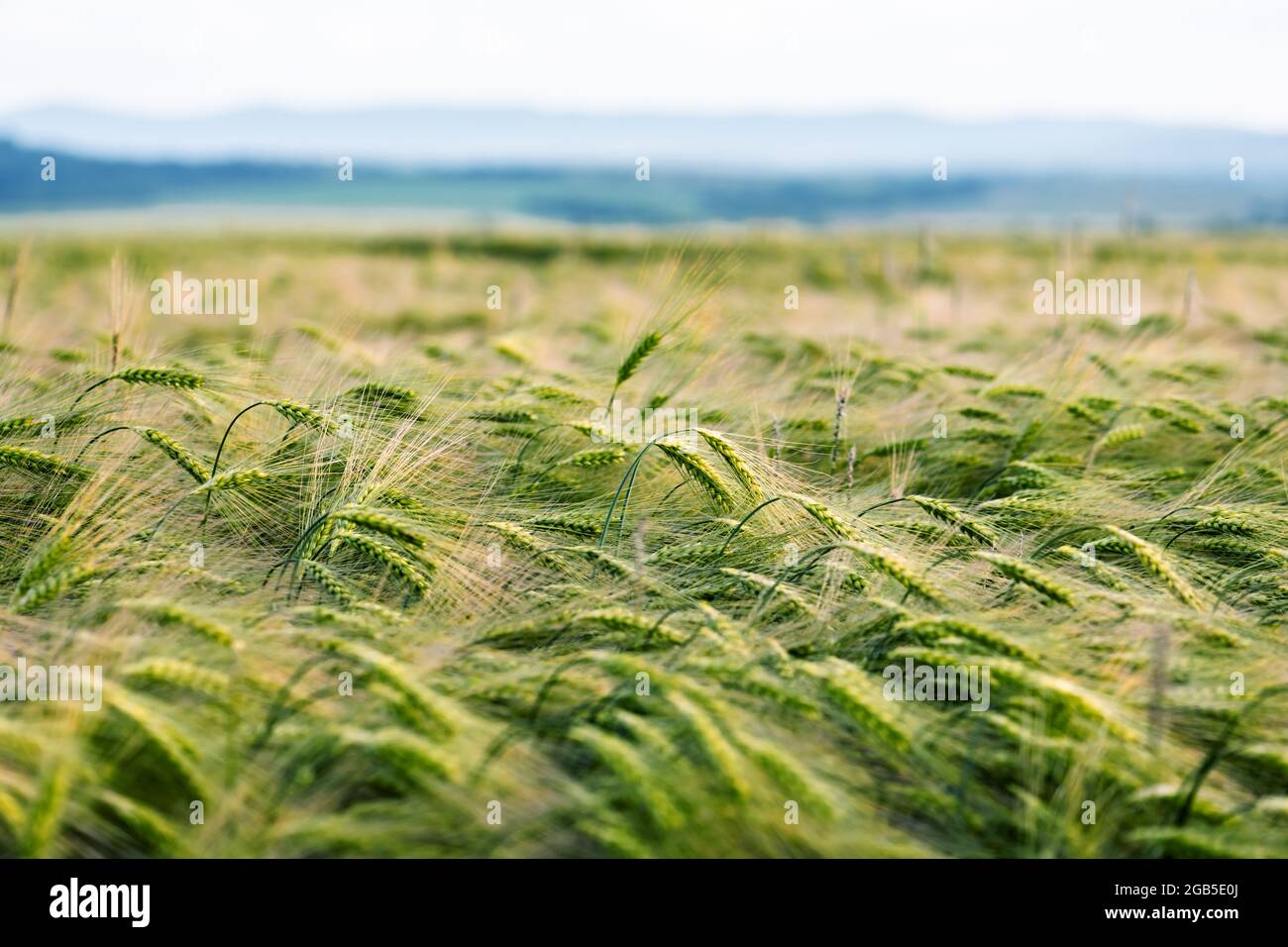 Junger grüner Weizen vor dem Hintergrund des blauen Himmels. Landschaftsfotografie Stockfoto