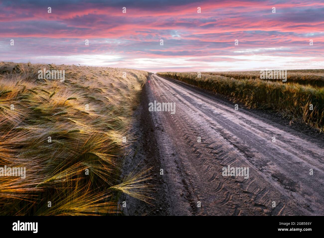 Straße im Feld mit reifem Weizen und rosa Sonnenuntergang Himmel mit Wolken. Landschaftsfotografie Stockfoto
