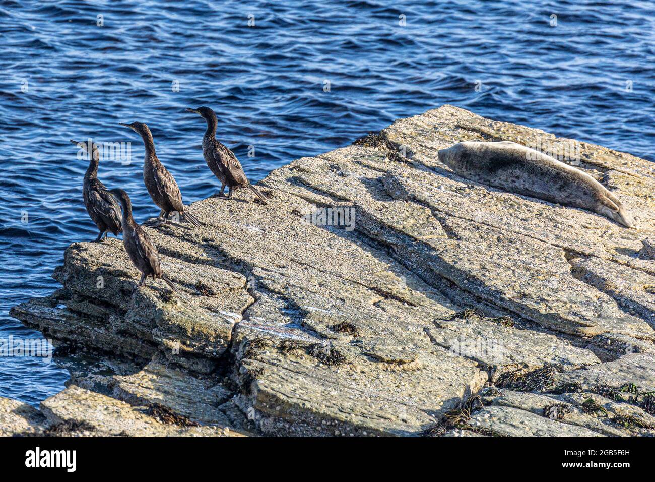 Orka-Killerwale jagen in der Bucht von Birsay. Diese Kormorane und Robben bleiben sicher an Land, wenn die Orka-Schote/Packung vorbeikommt Stockfoto