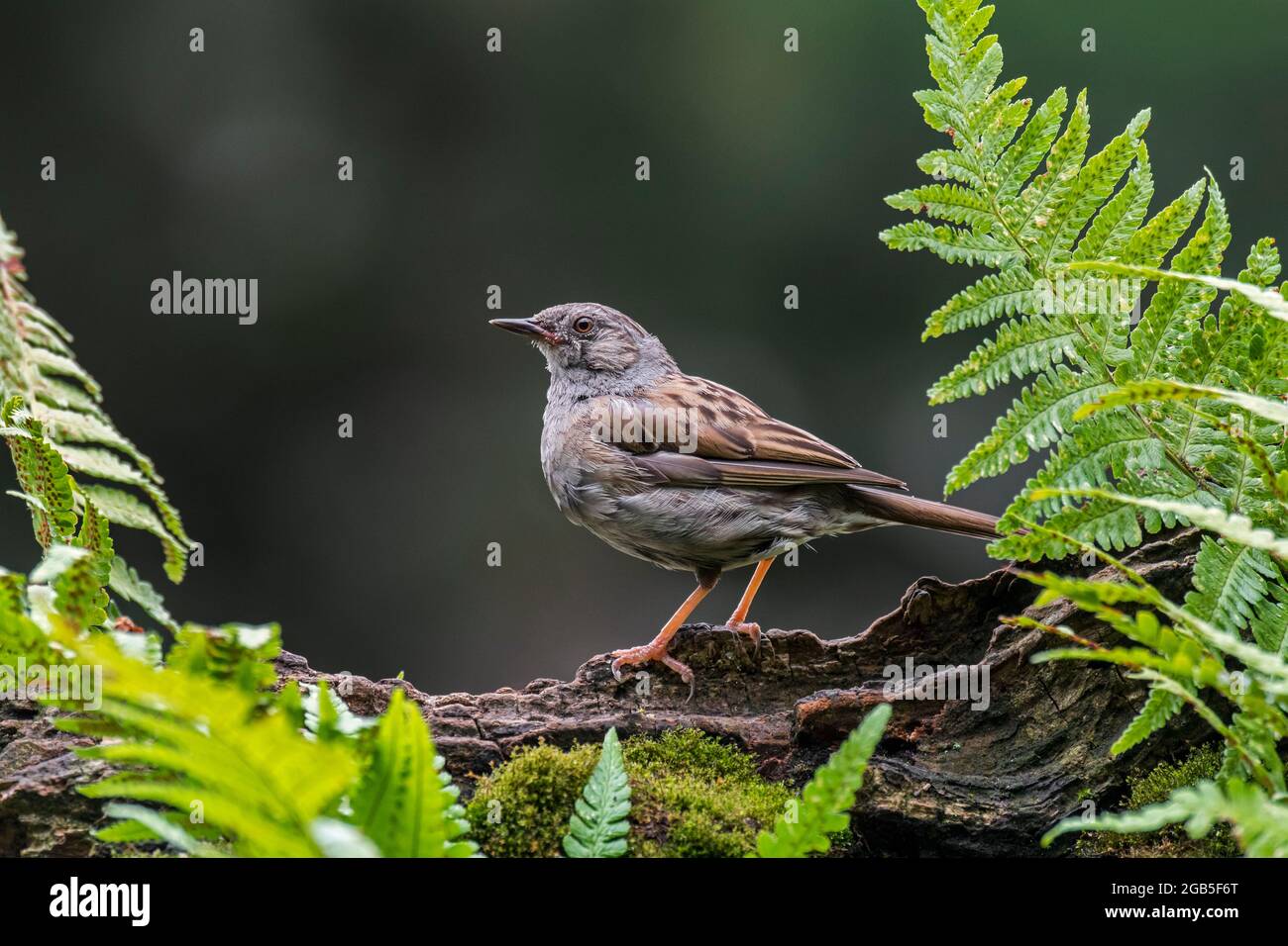 Dunnock / Heckenakzentuor (Prunella modularis / Motacilla modularis) auf Baumstamm im Wald Stockfoto