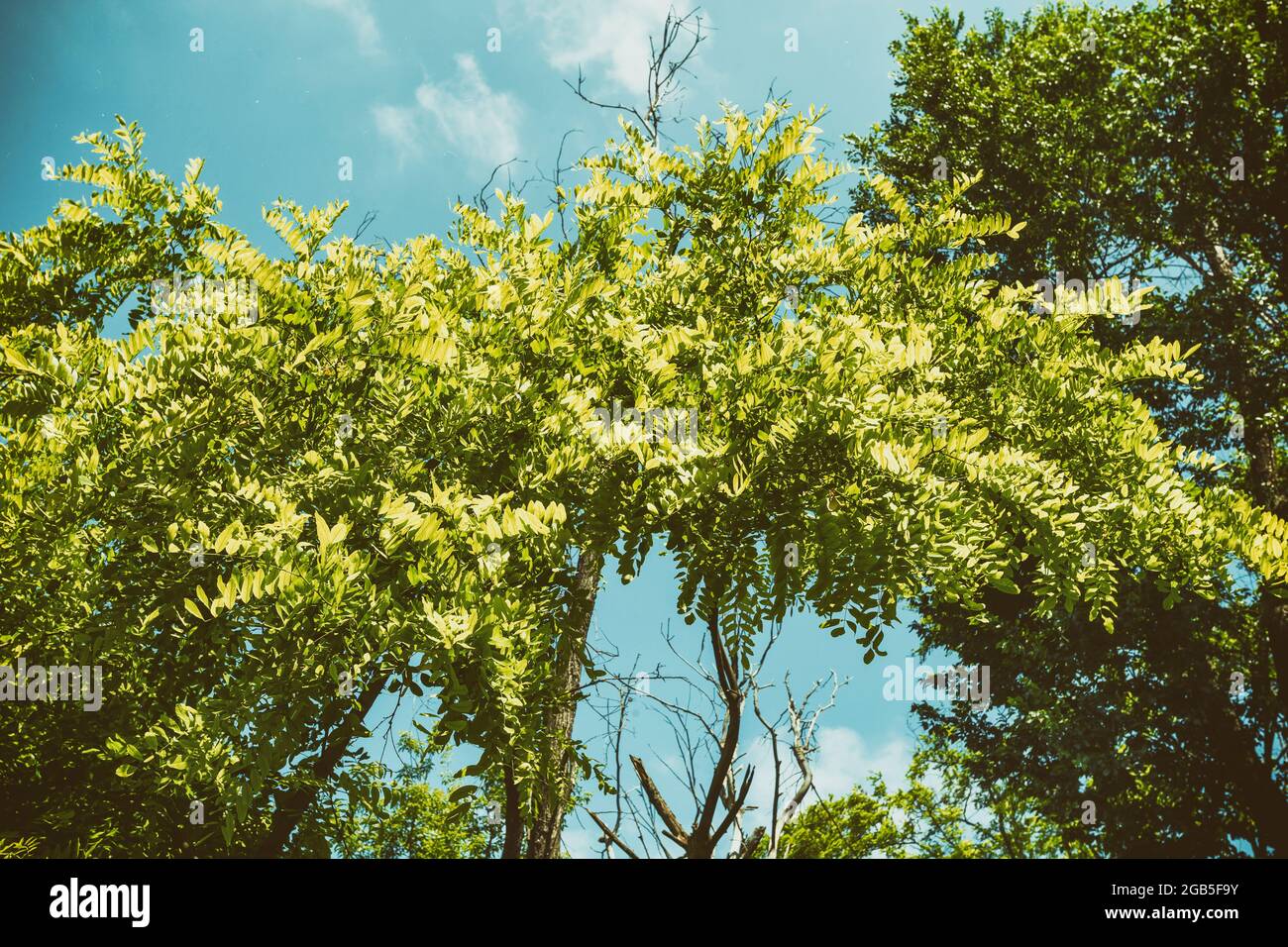 Akazienblatt-Textur auf blauem Himmel Hintergrund Stockfoto