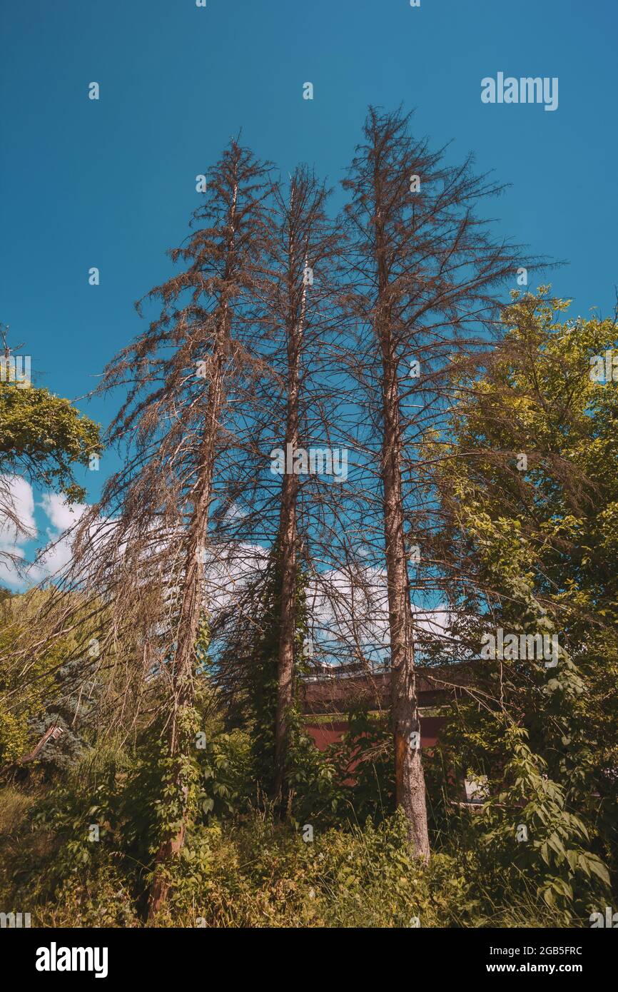 Trockene Fichte auf einem Hintergrund von blauem Himmel Stockfoto