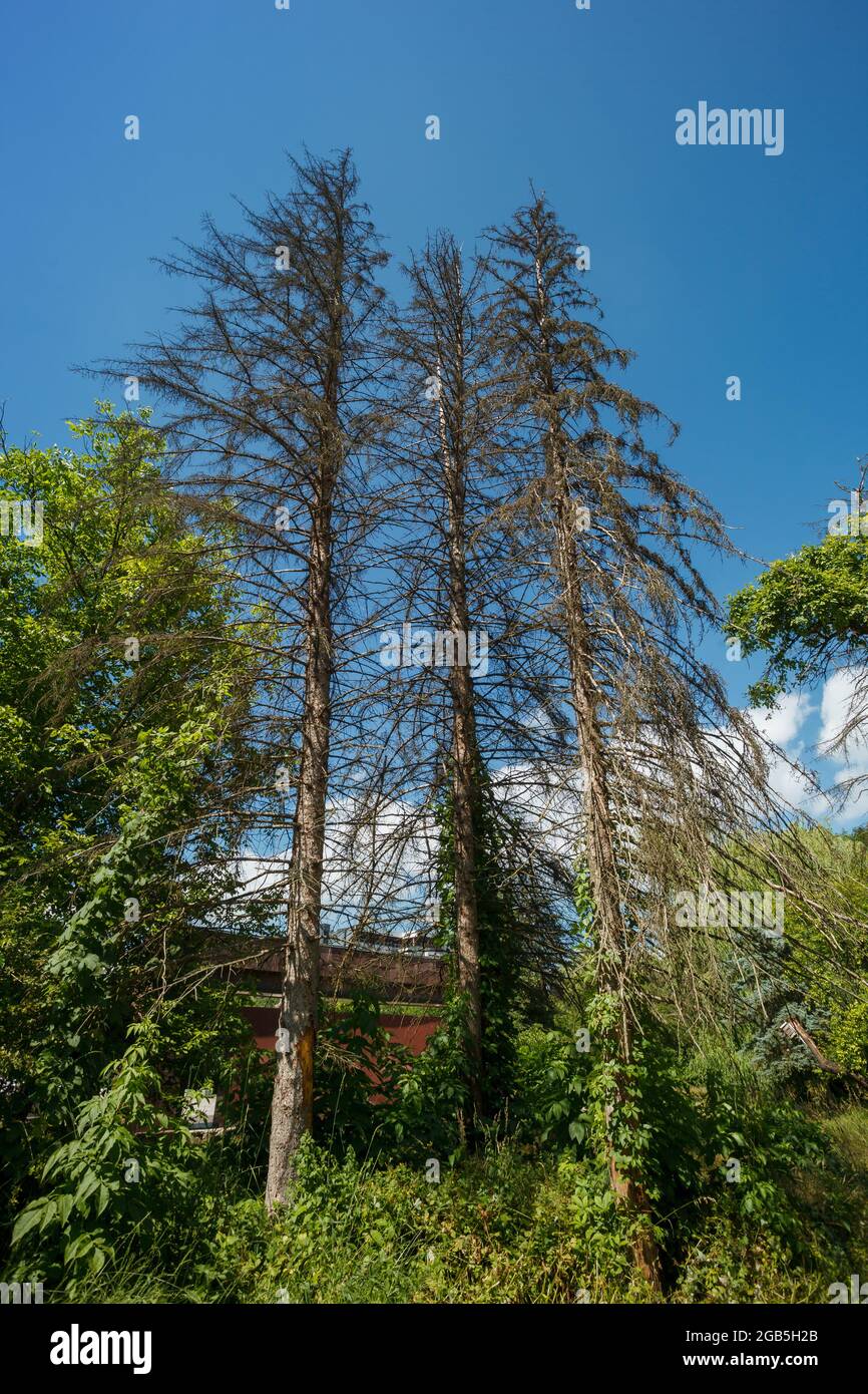 Trockene Fichte auf einem Hintergrund von blauem Himmel Stockfoto