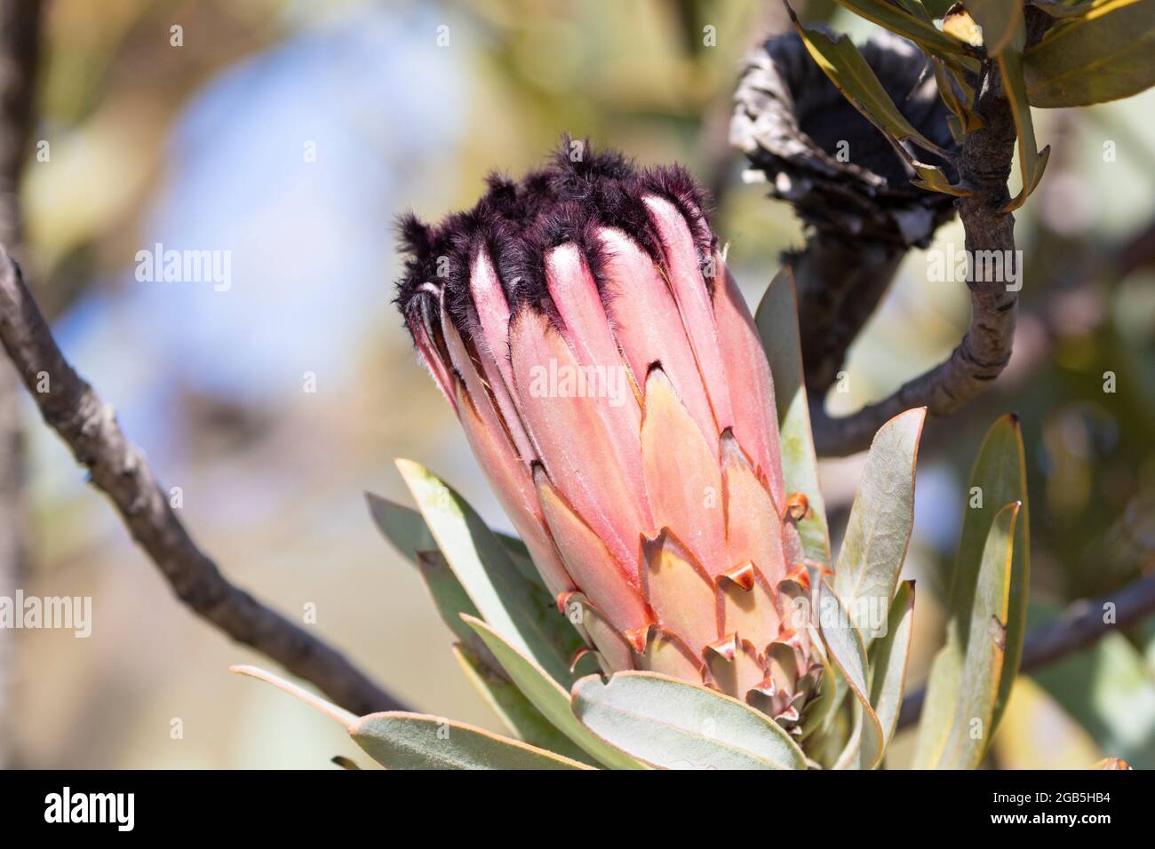 Protea neriifolia (Oleander-Leaf Protea; Narow-Leaf Protea, eine Fynbos-Blumenart, Langeberg Mountains, Western Cape, Südafrika Stockfoto