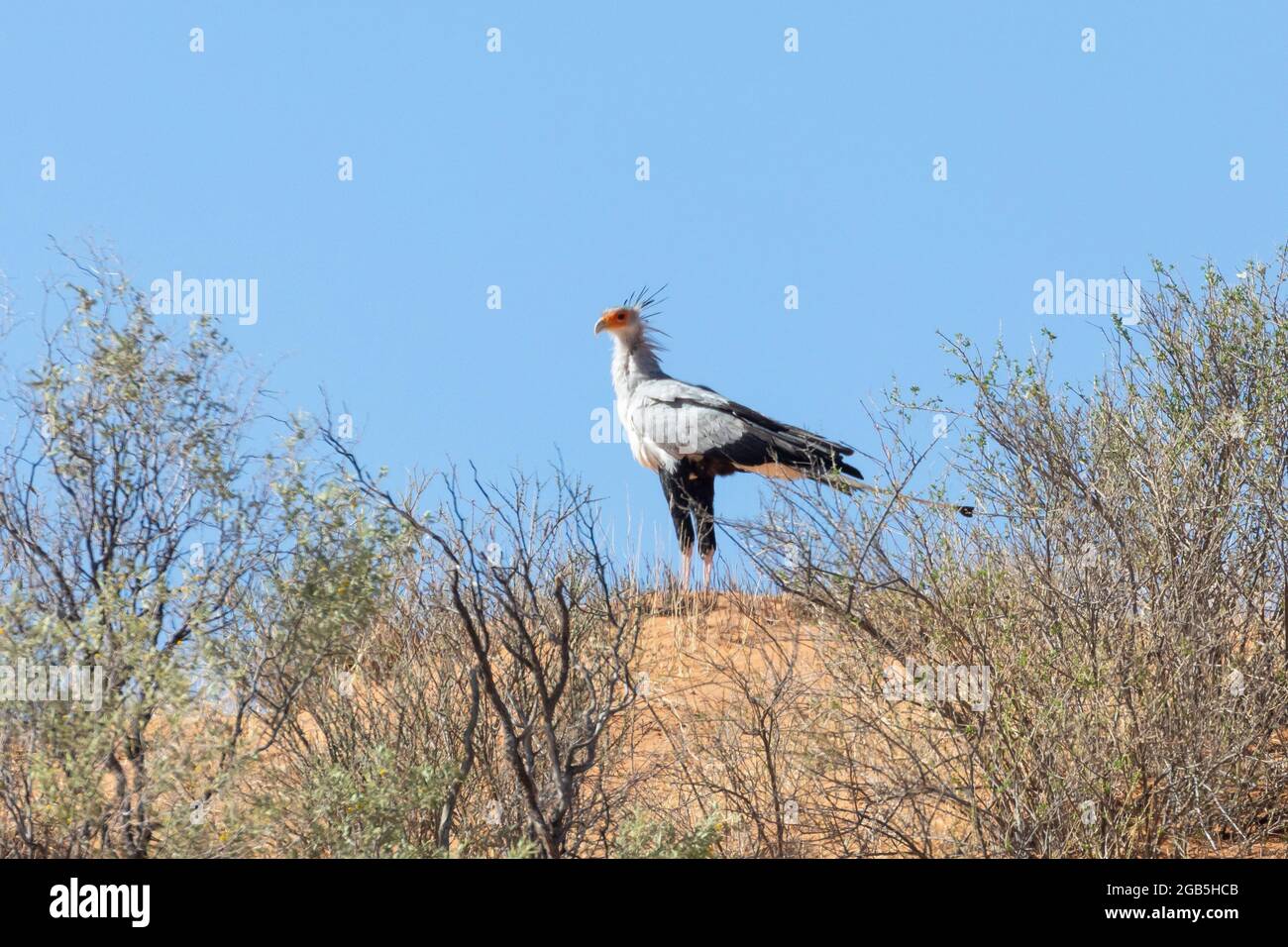 Secretarybird / Secretary Bird (Sagittarius serpentarius) steht auf der Skyline auf einer roten Düne, Kgalagadi Transfrontier Park, Kalahari, Nordkap Stockfoto