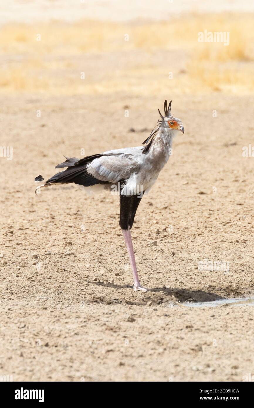 Secretarybird / Secretary Bird (Sagittarius serpentarius) Kgalagadi Transfrontier Park, Kalahari, Nordkap, Südafrika. Diese Vogelart hat j Stockfoto