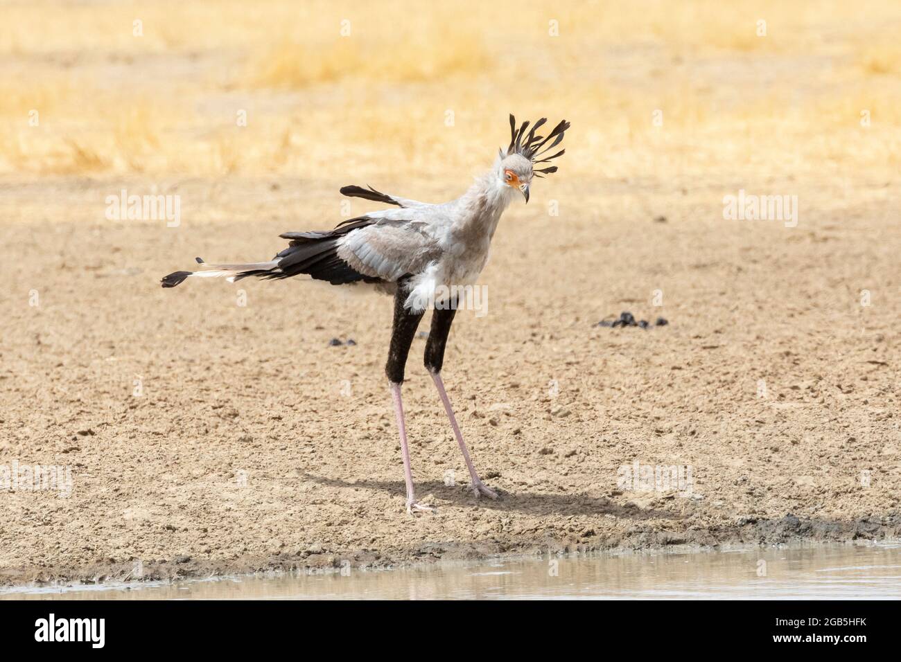Secretarybird / Secretary Bird (Sagittarius serpentarius) steht am Wasserloch Kalahari, Nordkap, Südafrika. Diese Vogelart hat nur Biene Stockfoto