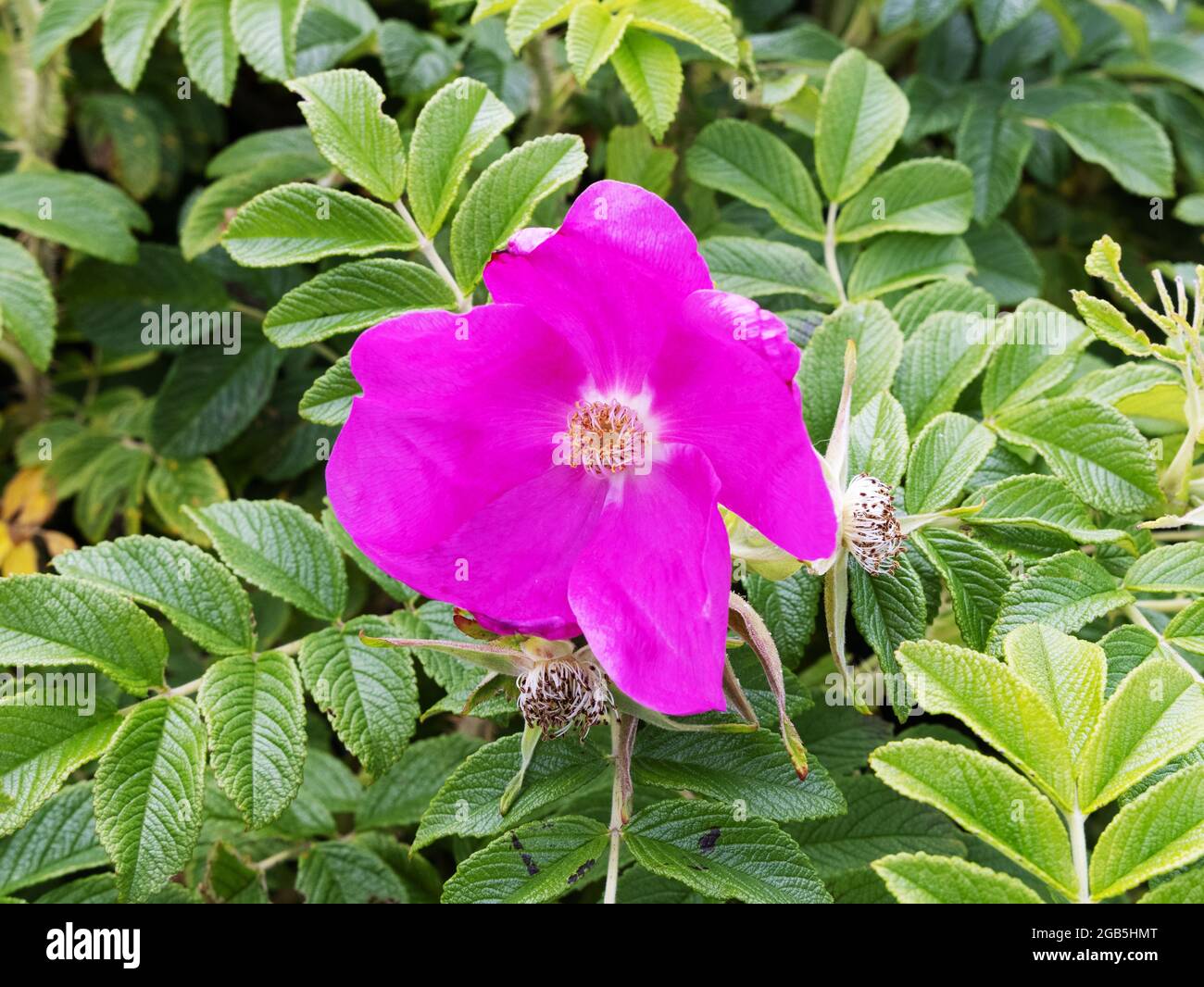 Beach Rose, auch bekannt als Saltspray Rose, Letchberry oder Potato Rose, Rosa Rugosa, eine winterharte Rose, die oft an der Küste in Großbritannien wächst Stockfoto