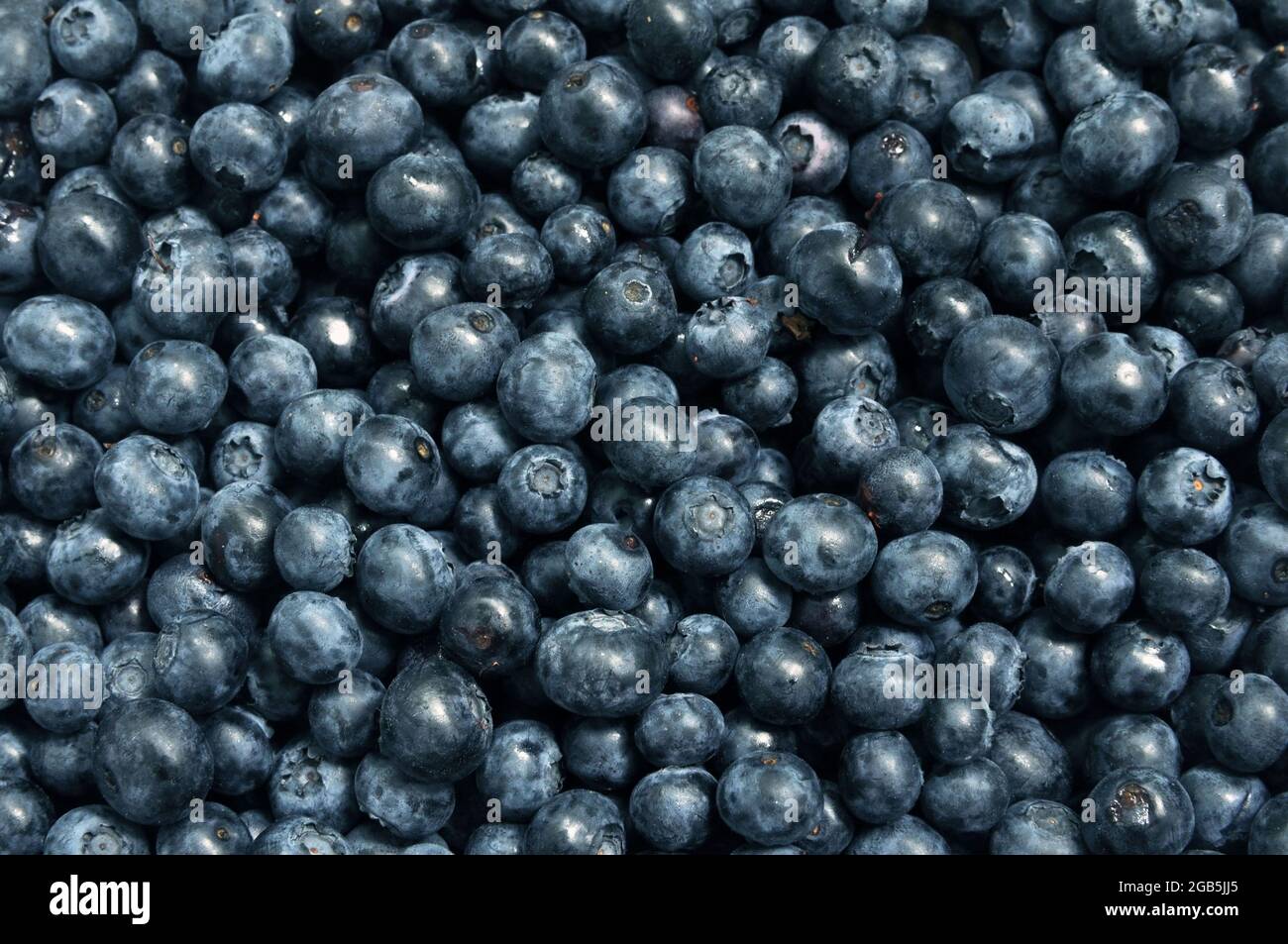Frische Heidelbeeren. Hintergrund, Textur von Heidelbeeren aus der Nähe Stockfoto