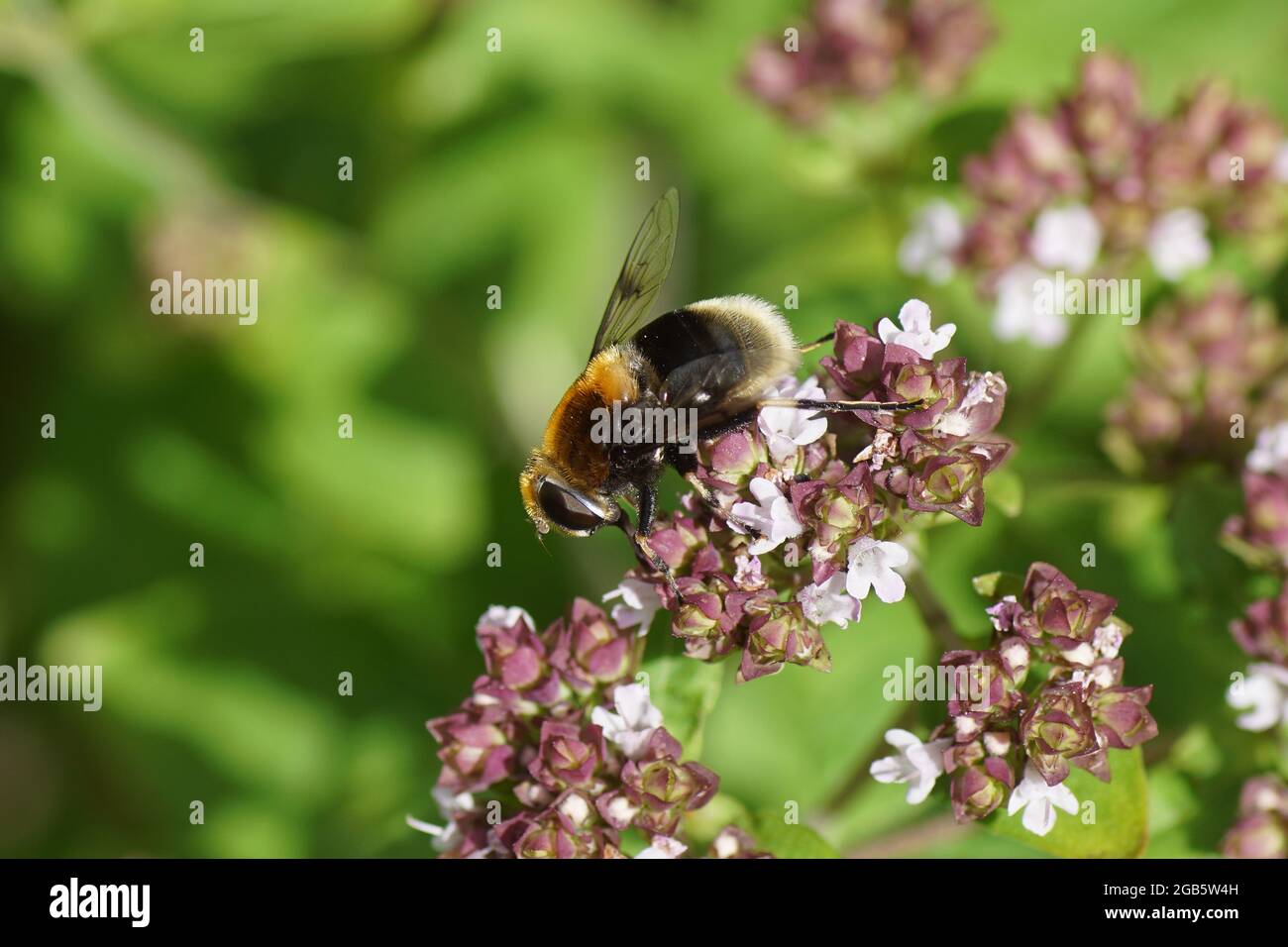 Schwebfliegen Stockfotos und -bilder Kaufen - Seite 3 - Alamy