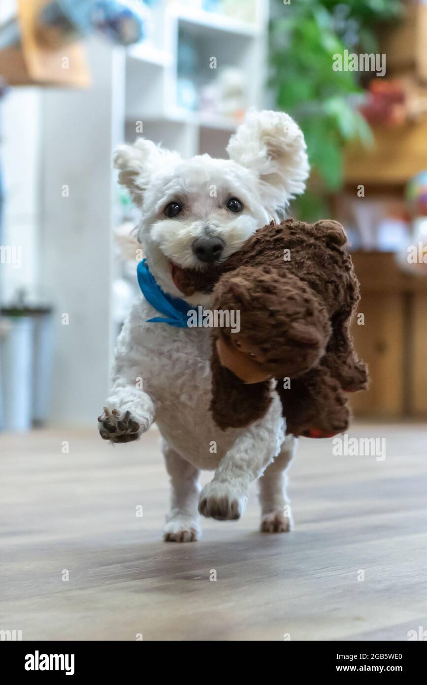 Bison Frise Mix-Hund läuft mit voller Geschwindigkeit mit Lieblingsspielzeug im Mund während eines Spiels zu holen. Stockfoto