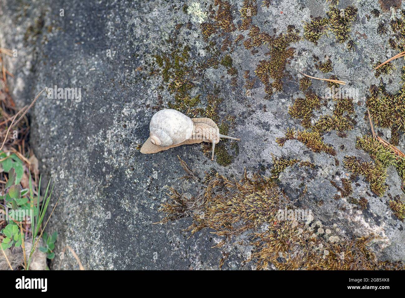 Römische Schnecke (Helix pomatia) auch als Burgunder Schnecke oder Escargot bekannt Stockfoto