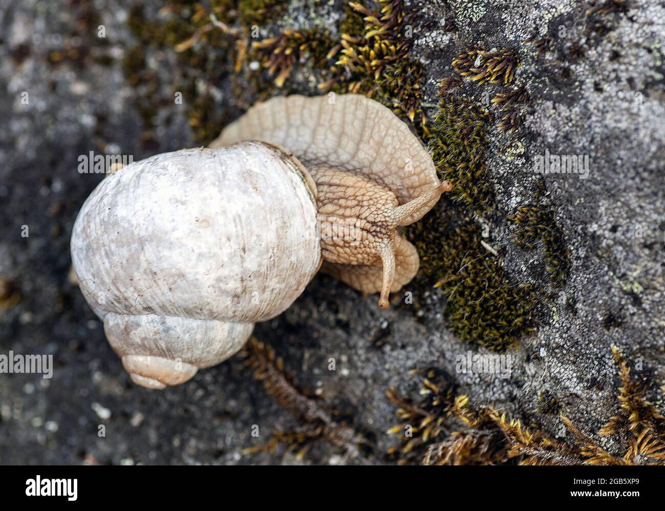 Römische Schnecke (Helix pomatia) auch als Burgunder Schnecke oder Escargot bekannt Stockfoto