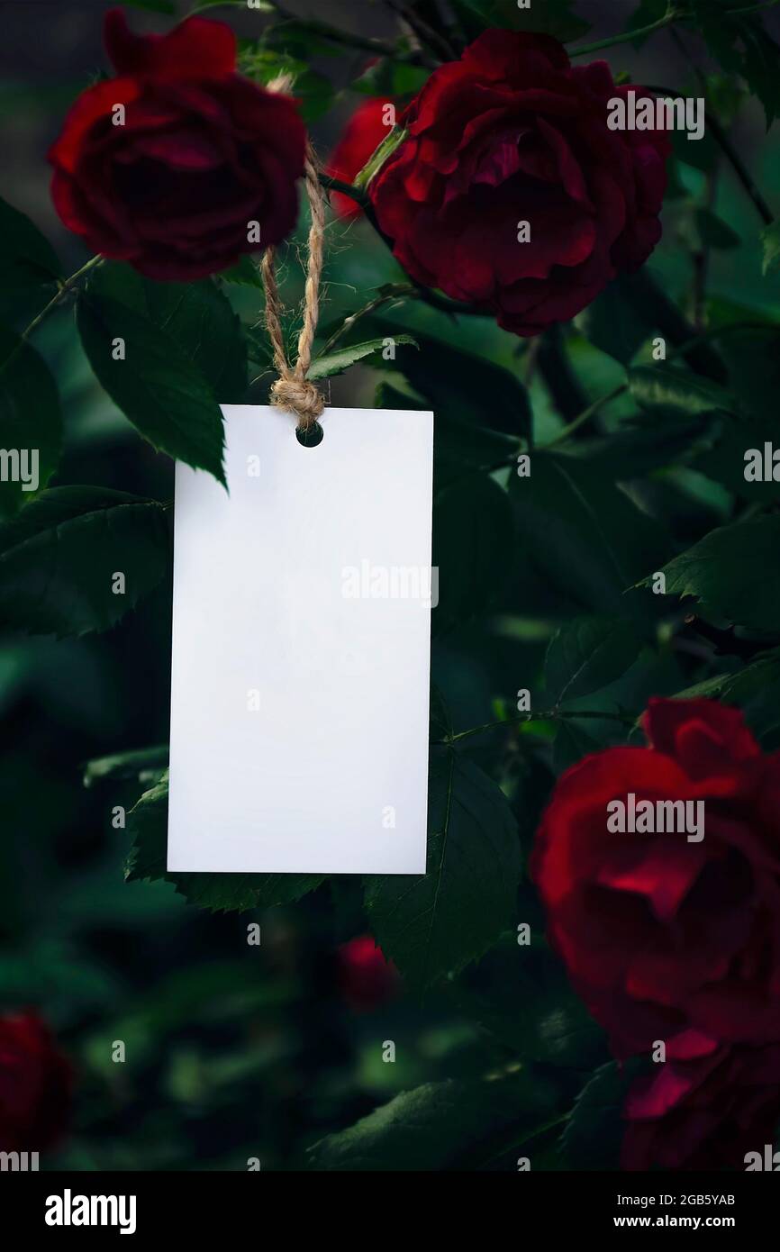 Mockup Grußkarte, Einladung oder Visitenkarte auf dem Hintergrund eines Strauchs von Rosen. Schreibwaren. Romantische Stimmung. Valentinstag Stockfoto