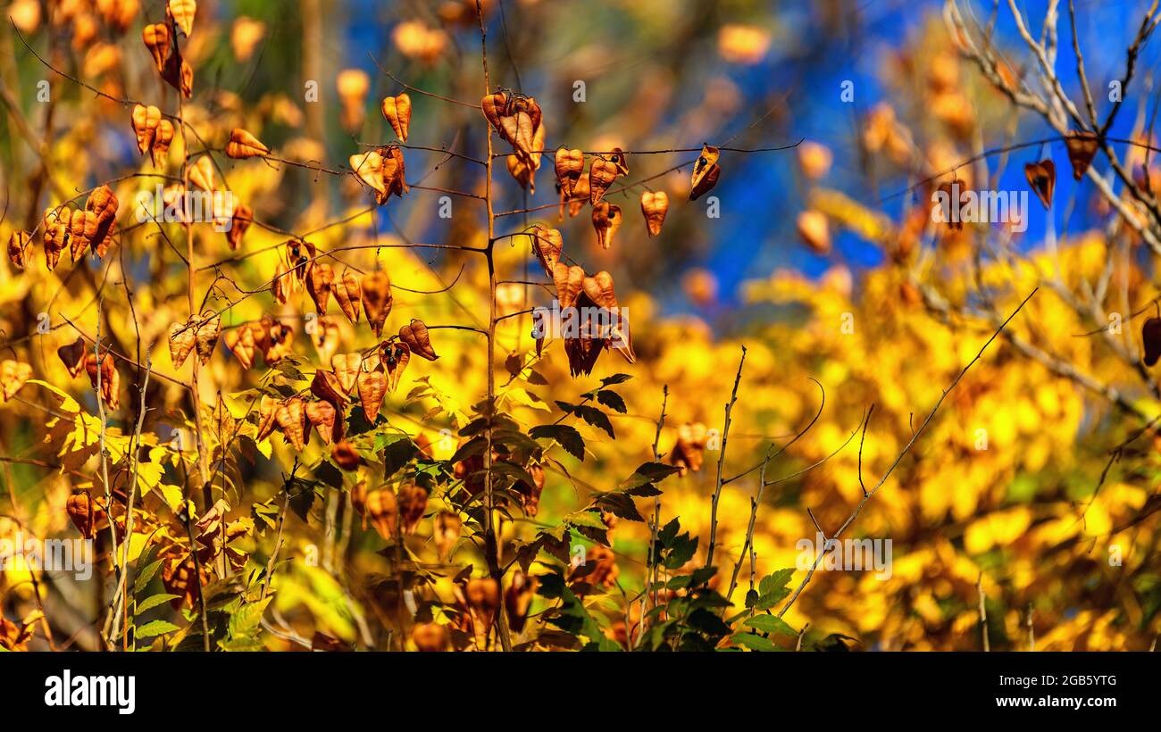 Baum Herbst Laub Hintergrund. Orangefarbene Blätter, sonnige Tagesparkszene. Makroansicht, geringe Schärfentiefe. Stockfoto
