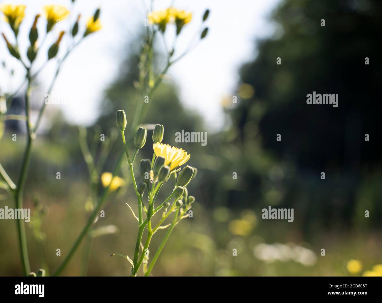 Der gelbe Strahl blüsst einen rauhen Hagebart im Morgensonnenlicht Stockfoto