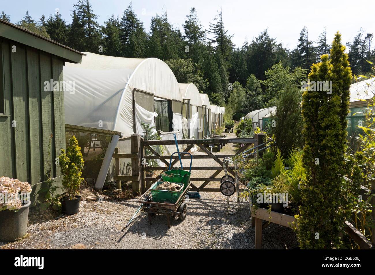 England, Großbritannien. 2021. Blumen- und Pflanzenpflege im westlichen Land, Großbritannien. Das Anbaugebiet unter Kunststoff-Propigationszelten. Stockfoto