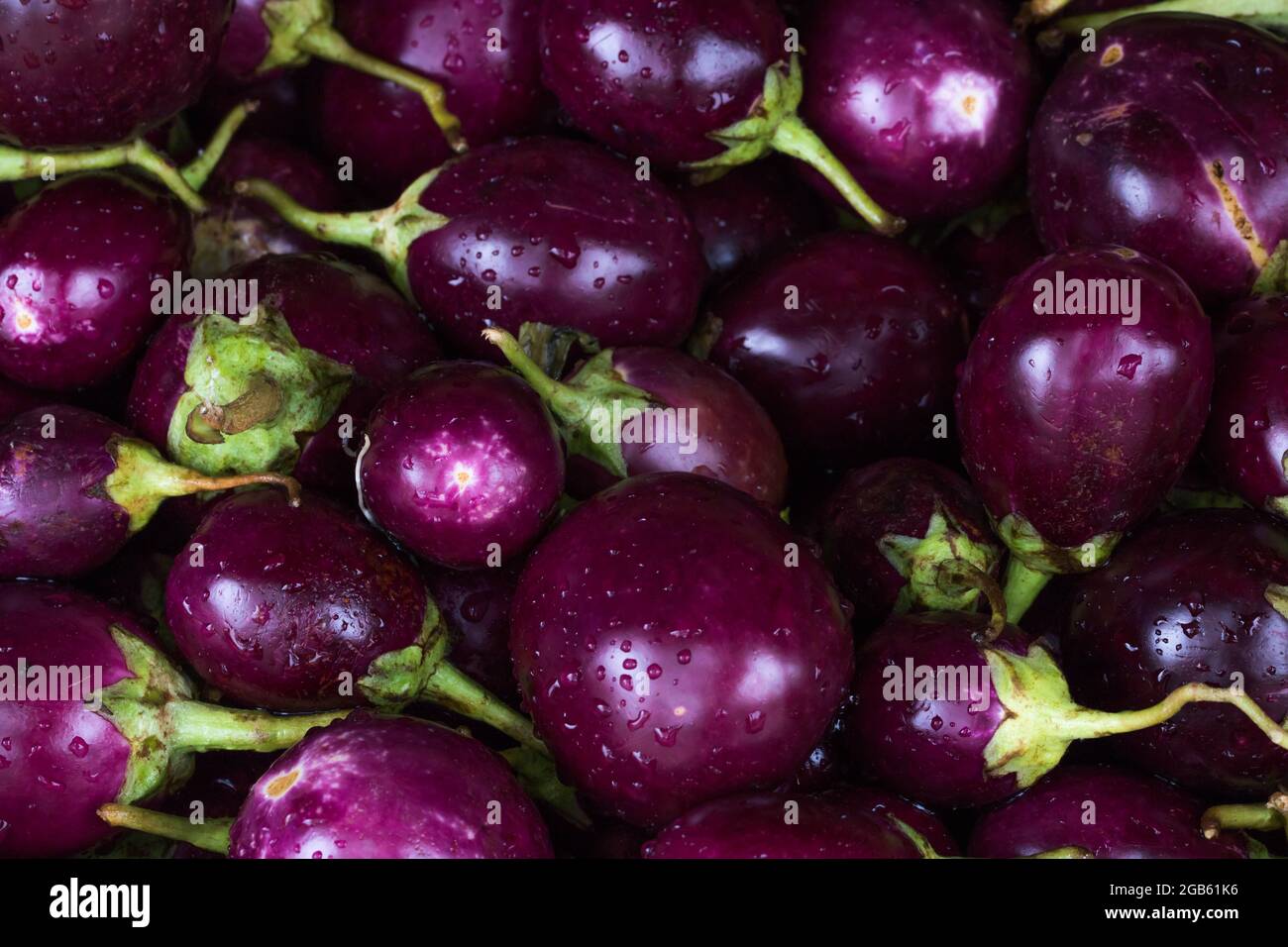 Aubergine in einem Stall in Nuwara Eliya Sri Lanka Stockfoto