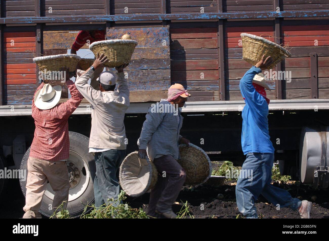Jornaleros - Tagesangestellte - mit Jicama gefüllte Körbe zu einem wartenden Lastwagen. Stockfoto