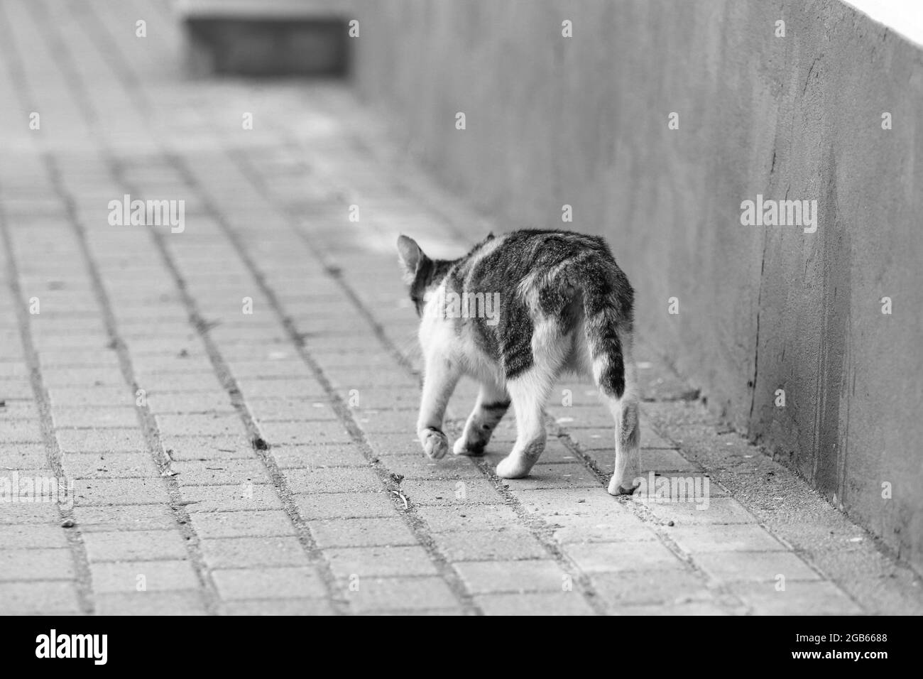 Katze, die in einer Straße läuft Stockfoto