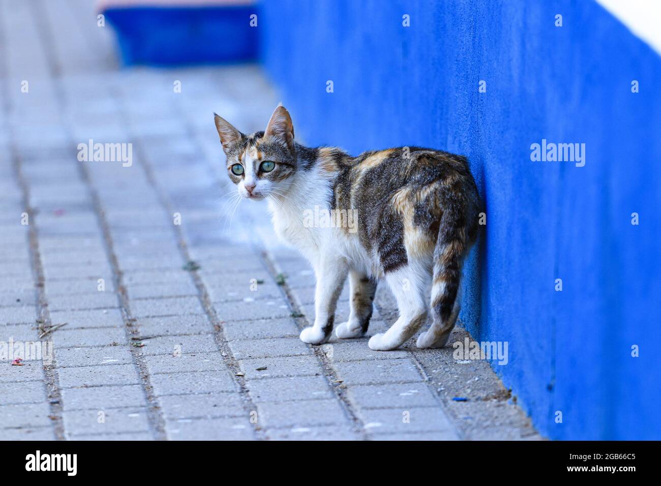 Katze, die in einer Straße läuft Stockfoto
