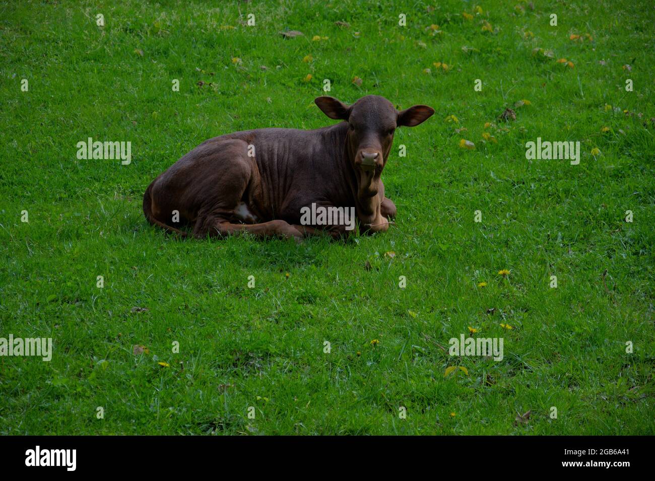 Büffelkalb mit großen Ohren, die auf dem grünen Mellow liegen und auf die Kamera schauen. Stockfoto