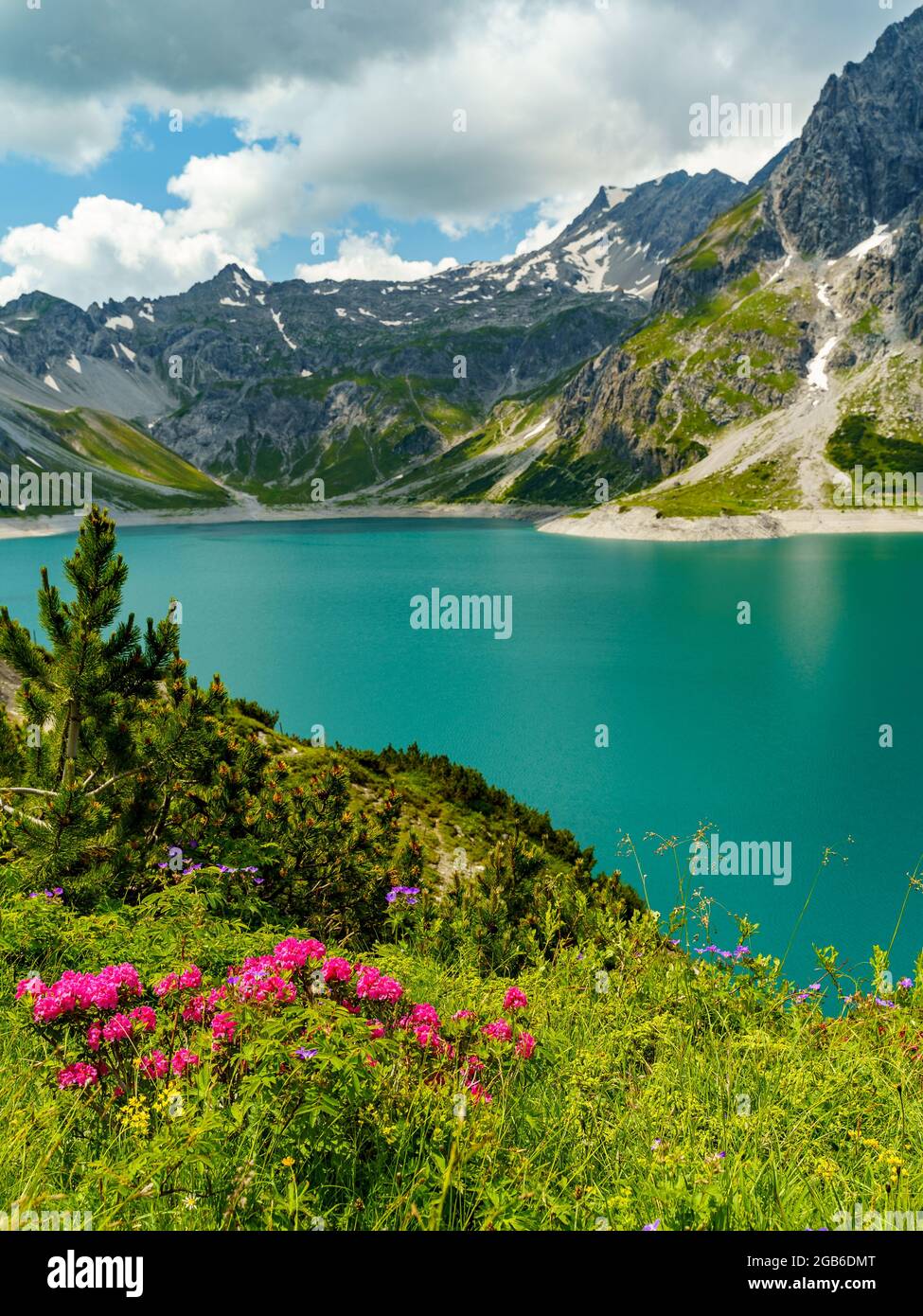 Bunte blühende Wiesen mit Gänseblümchen, Alpenrosen und anderen Blumen. Markenstausee mit steilen, steinigen Bergen Vorarlbergs im Hintergrund Stockfoto