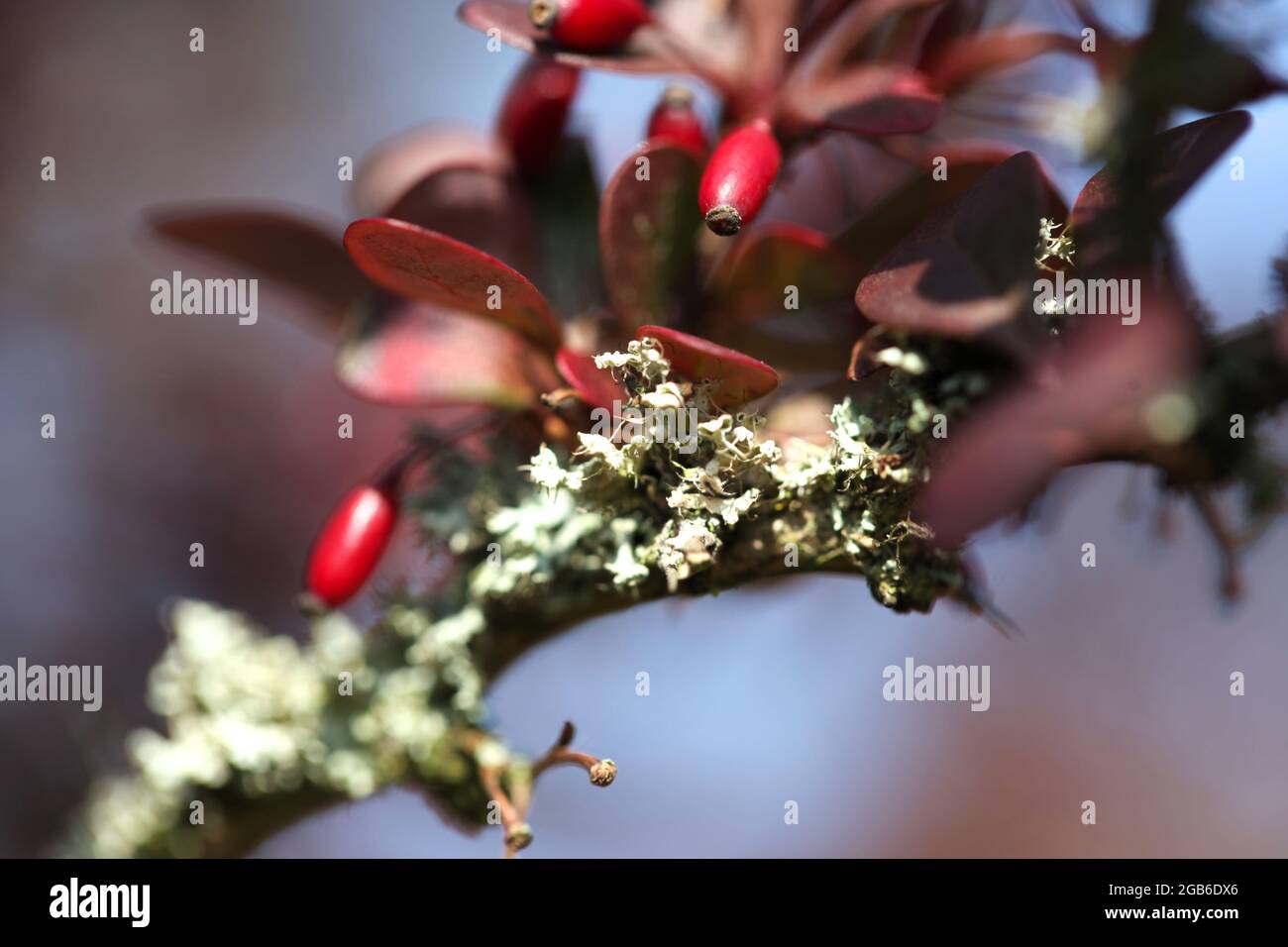 Nahaufnahme von Baumflechten, die auf der Rinde eines reifen Baumes wachsen Stockfoto