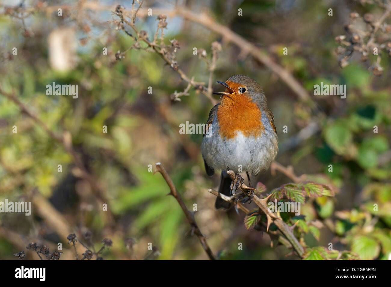 Robin-Erithacus rubecula im vollen Lied. Stockfoto