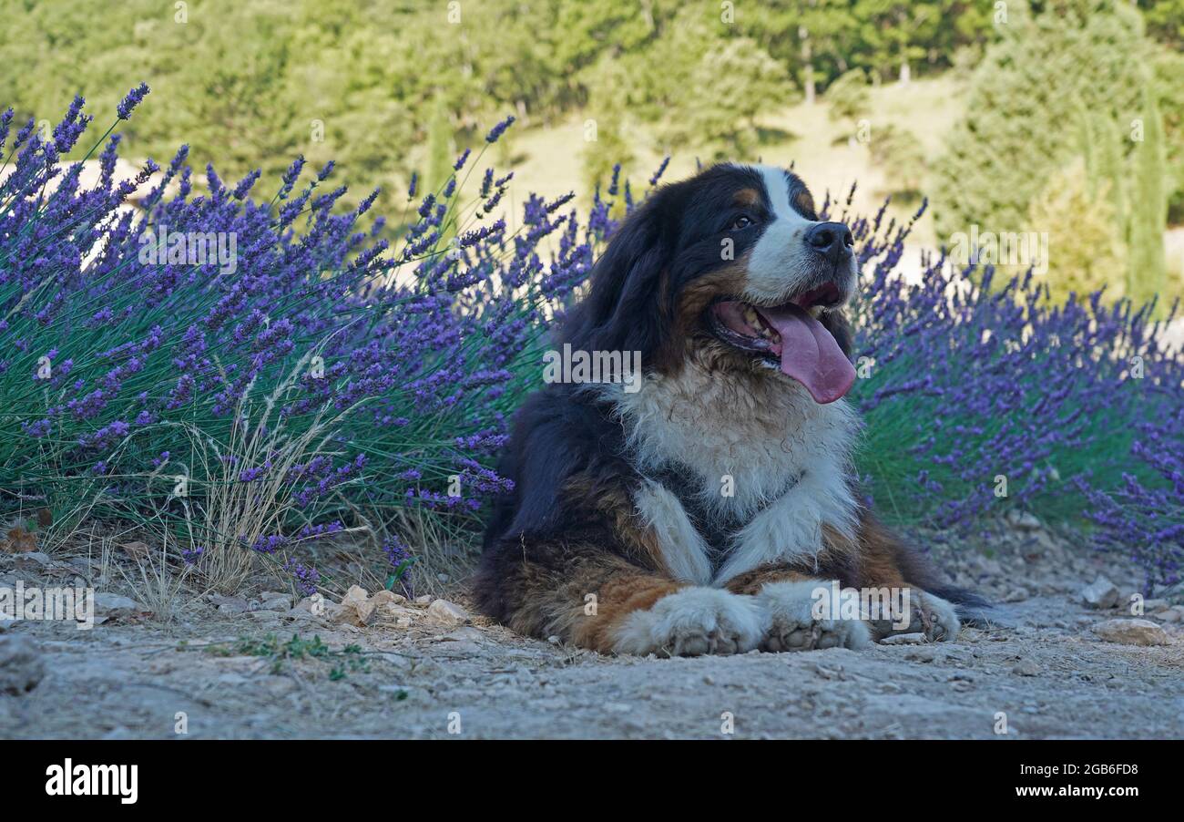 Niedlicher Berner Sennenhund im Lavendelfeld Stockfoto