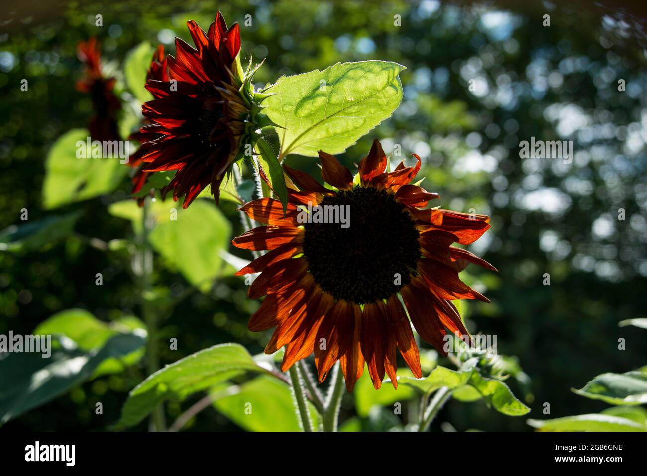 Sonnenblume Samtkönigin, Rote Sonnenblume Stockfoto