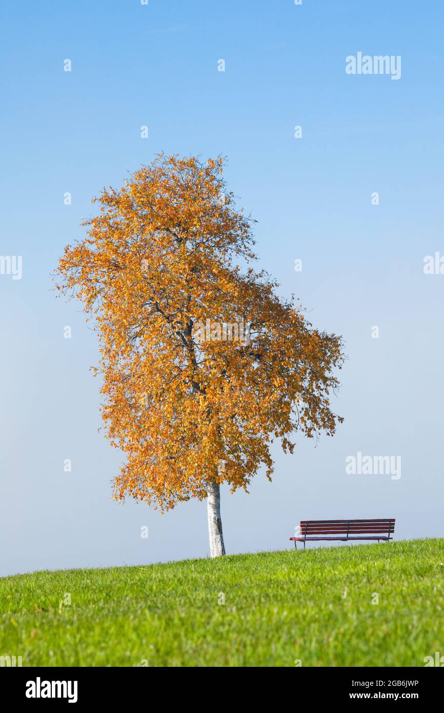 botanik, Birke (Betula), Birke im Herbst, NICHT-EXKLUSIV-VERWENDUNG FÜR FALTKARTEN-GRUSSKARTEN-POSTKARTEN-VERWENDUNG Stockfoto
