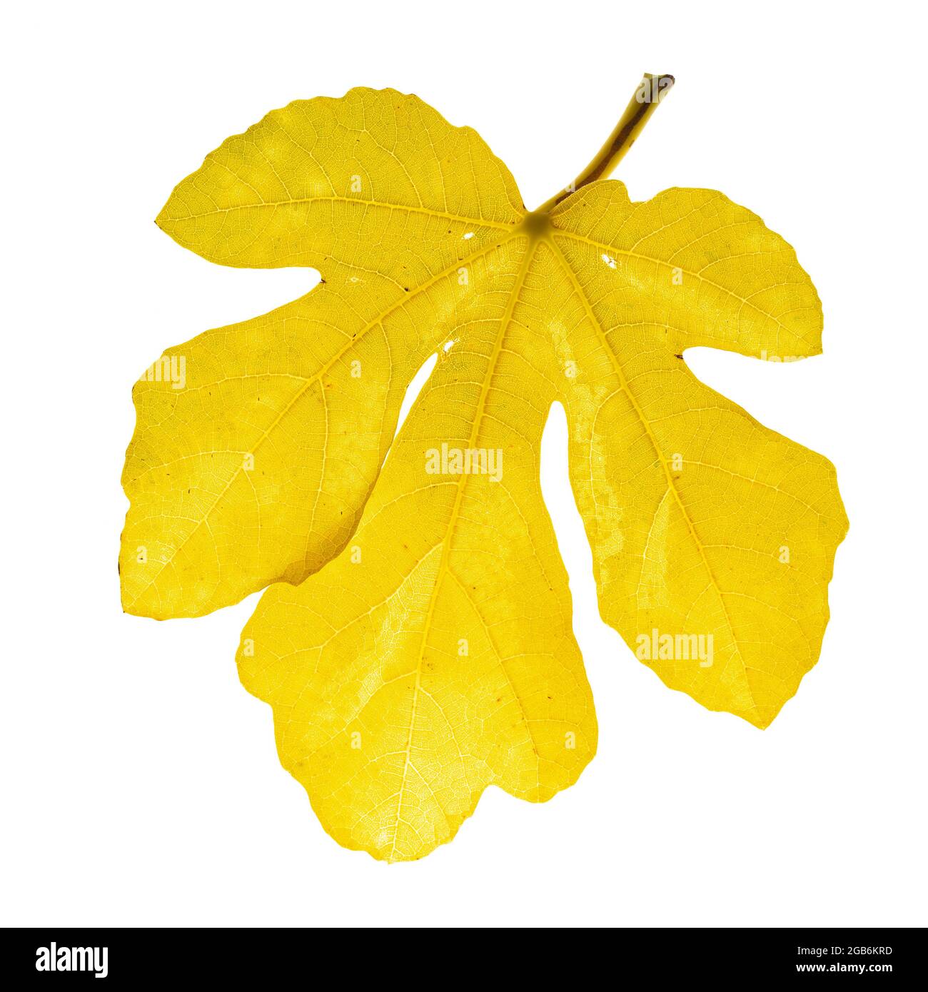 Isoliertes, gelbes Blatt des Feigenbaums Ficus carica im Herbst Stockfoto